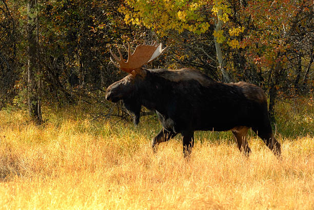istock Moose in Grand Teton National Park 471830655