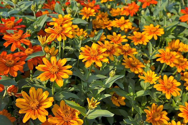 istock Beautiful Zinnias 471830825
