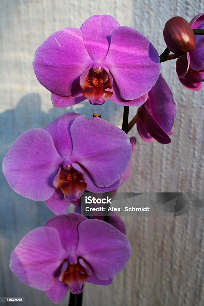 보라색 연자주색 꽃 (Phalaenopsis) - 로열티 프리 0명 스톡 사진