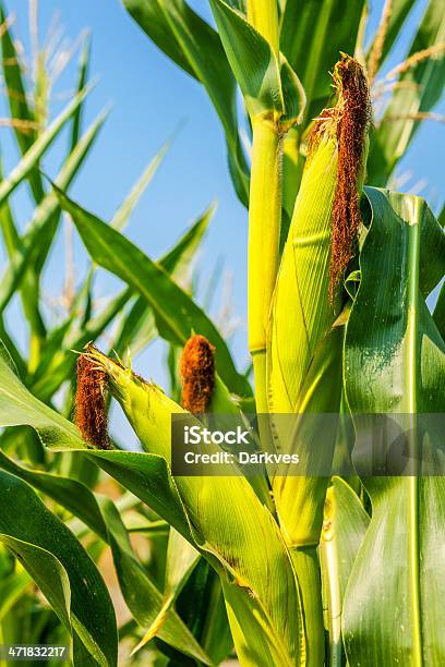 Maiskolben Stockfoto und mehr Bilder von Ernten - Ernten, Feld, Mais - Zea