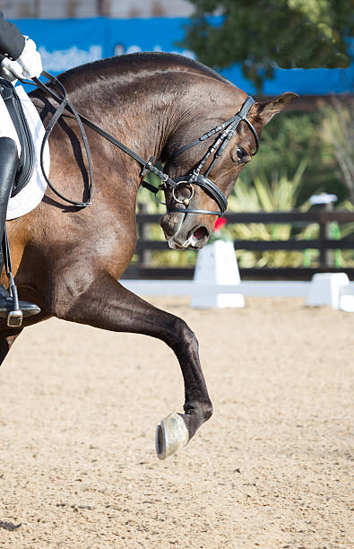 istock Dressage Horses 471832452