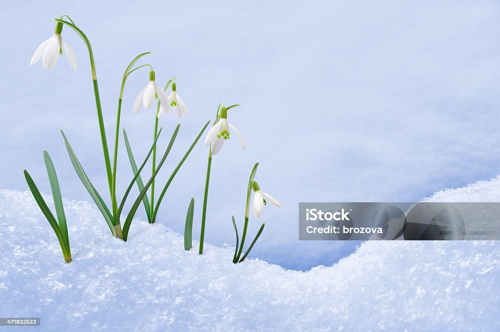 Gruppo di Fiori Bucaneve crescendo nella neve - Foto stock royalty-free di Foglia