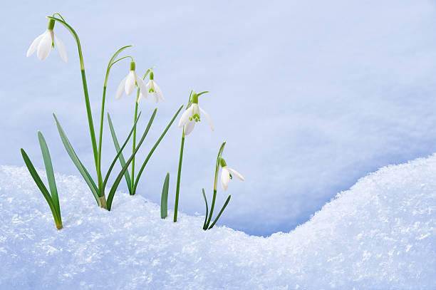 istock Group of snowdrop flowers  growing in snow 471832523