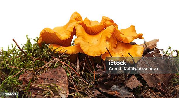 Chanterelle Mushrooms In Moss Stock Photo - Download Image Now - Autumn, Boletus, Cantharellus