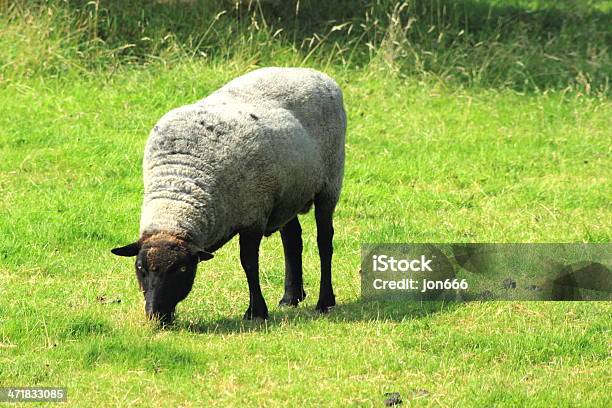 Comer Ovelha - Fotografias de stock e mais imagens de Agricultura - Agricultura, Animal, Ao Ar Livre