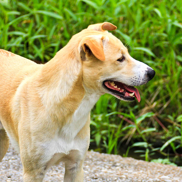 istock Thai dog in the garden, Thailand. 471833341