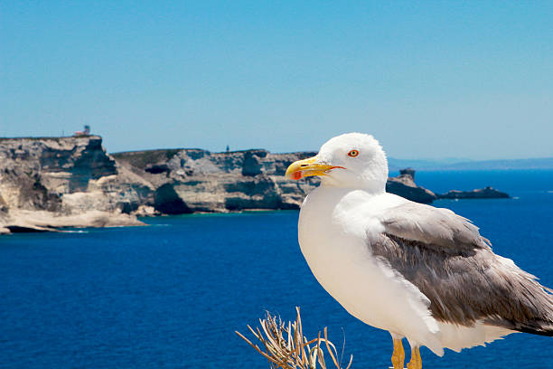 Bonifacio, seagull stock photo