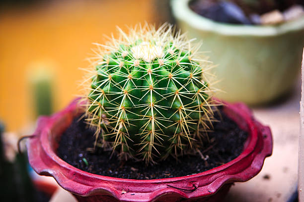 istock Cactus plant in flowerpot 471833480