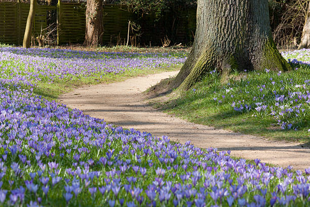 istock Park in spring with footpath between purple flower bed 471833723