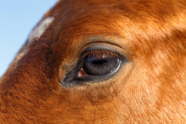 istock Closeup Profile of  Eye Horse 471833814