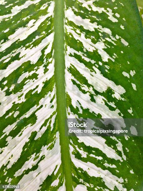 Singapur Tropischer Vegetation Stockfoto und mehr Bilder von Asien - Asien, Blatt - Pflanzenbestandteile, Fotografie