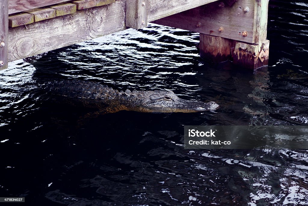 Alligator-Swimmingpool - Lizenzfrei Abwarten Stock-Foto