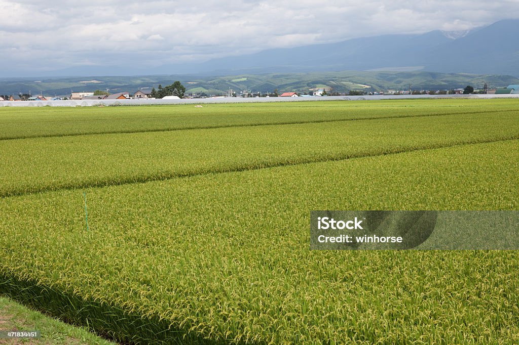 Campo di riso - Foto stock royalty-free di Isola di Hokkaido
