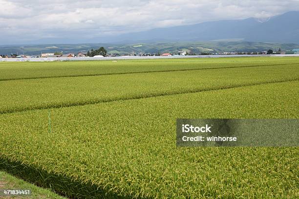 Campo Di Riso - Fotografie stock e altre immagini di Isola di Hokkaido - Isola di Hokkaido, Risaia, Affari finanza e industria