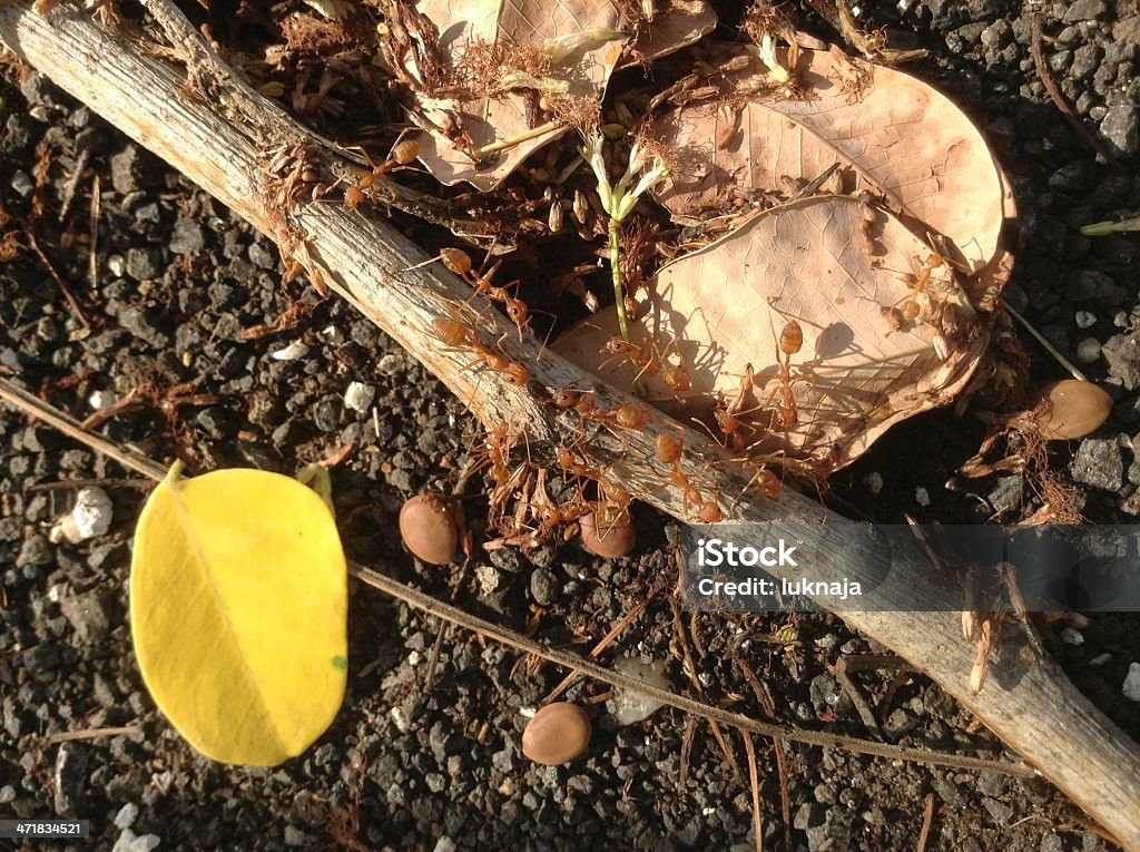 Ant nest - Lizenzfrei Ameisenhügel Stock-Foto