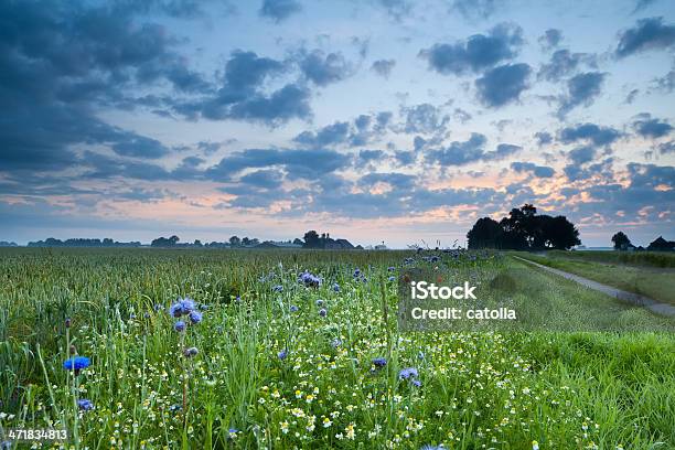 Puesta De Sol Sobre Campo De Flores Silvestres Foto de stock y más banco de imágenes de Agricultura - Agricultura, Aire libre, Amapola - Planta