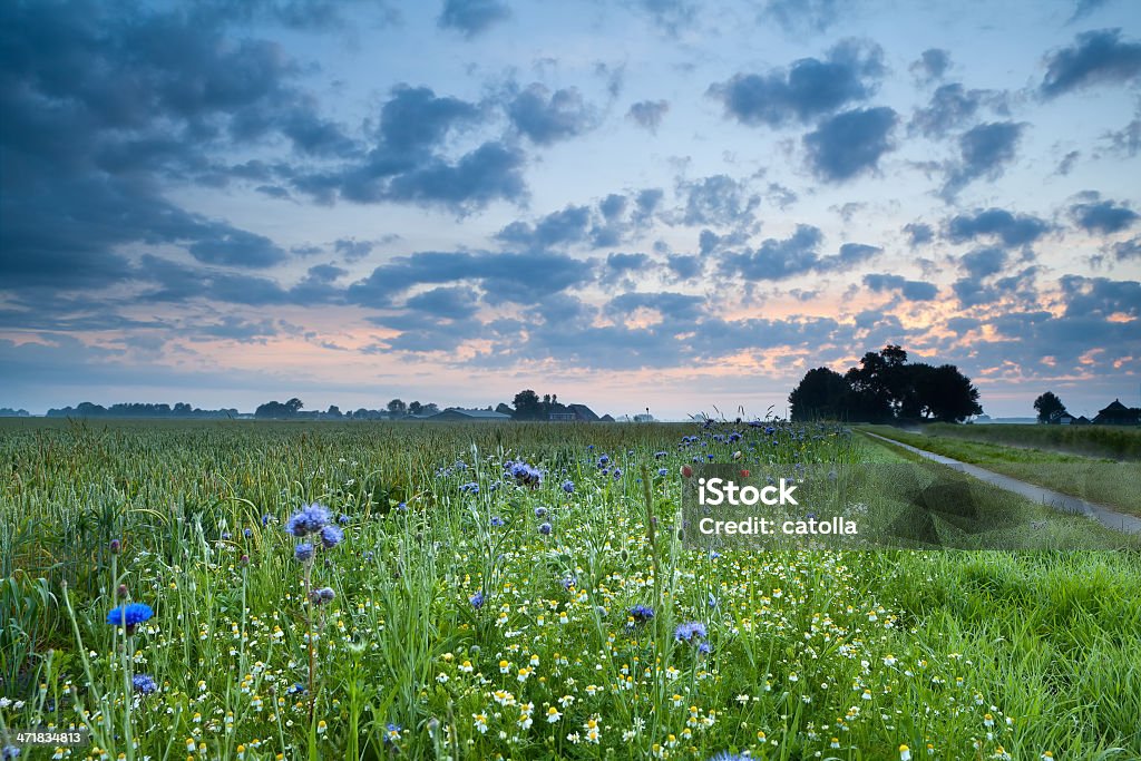 Nascer do sol sobre o campo com wildflowers - Royalty-free Agricultura Foto de stock