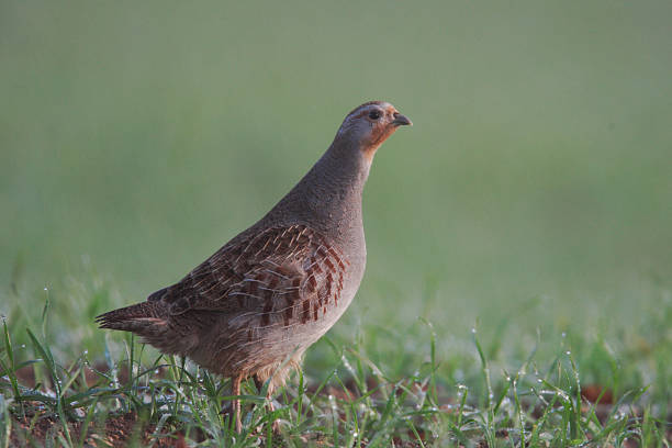 Grey partridge, Perdix Grey partridge, Perdix perdix, in grass, Norfolk, UK, November 2009 perdix stock pictures, royalty-free photos & images