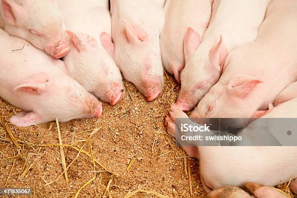 Junge Schweinen Stockfoto und mehr Bilder von Agrarbetrieb - Agrarbetrieb, Braun, Dick