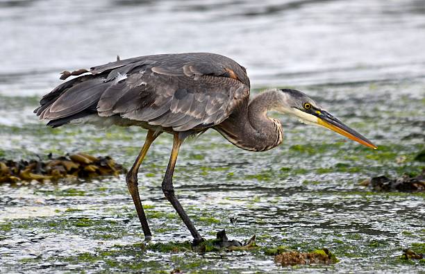 istock Young heron fishing 471835453