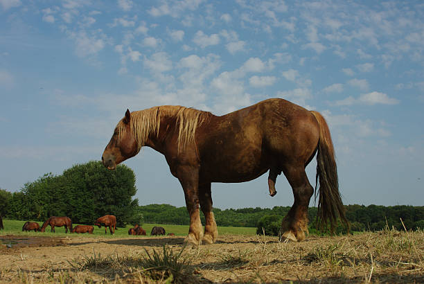A horse is walking on a dirt field. The horse is brown and has a black mane