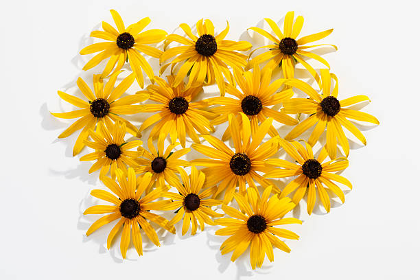 Many flowers Yellow coneflower (Echinacea), cropping