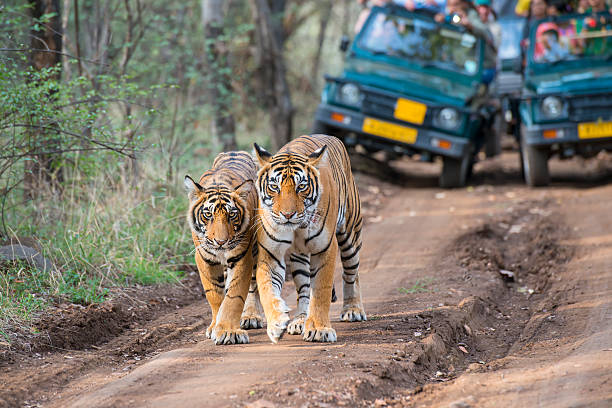 tigre del bengala (panthera tigri tigri) davanti turista auto - tiger india ranthambore national park undomesticated cat foto e immagini stock