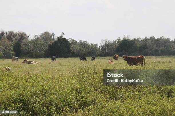 牛触れるオンファーム - ウシのストックフォトや画像を多数ご用意 - ウシ, バイソン属, フロリダ州