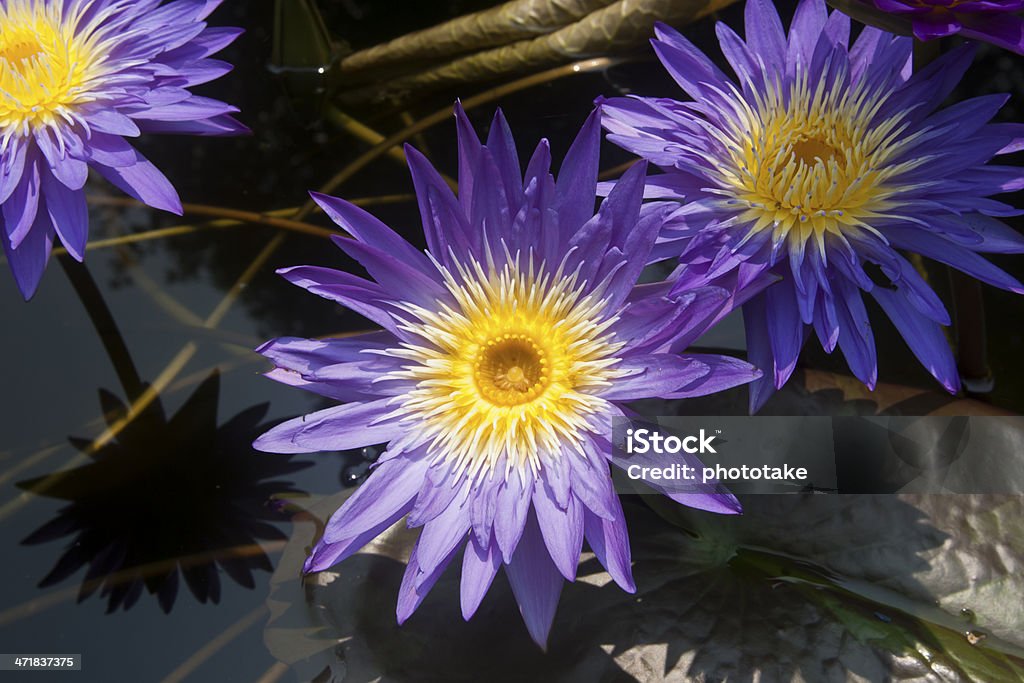 Gruppe von purple lotus top view - Lizenzfrei Blume Stock-Foto