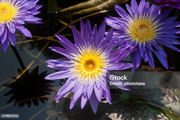 Grupo De Roxo Lotus Vista De Topo - Fotografias de stock e mais imagens de Ao Ar Livre - Ao Ar Livre, Flor, Amarelo