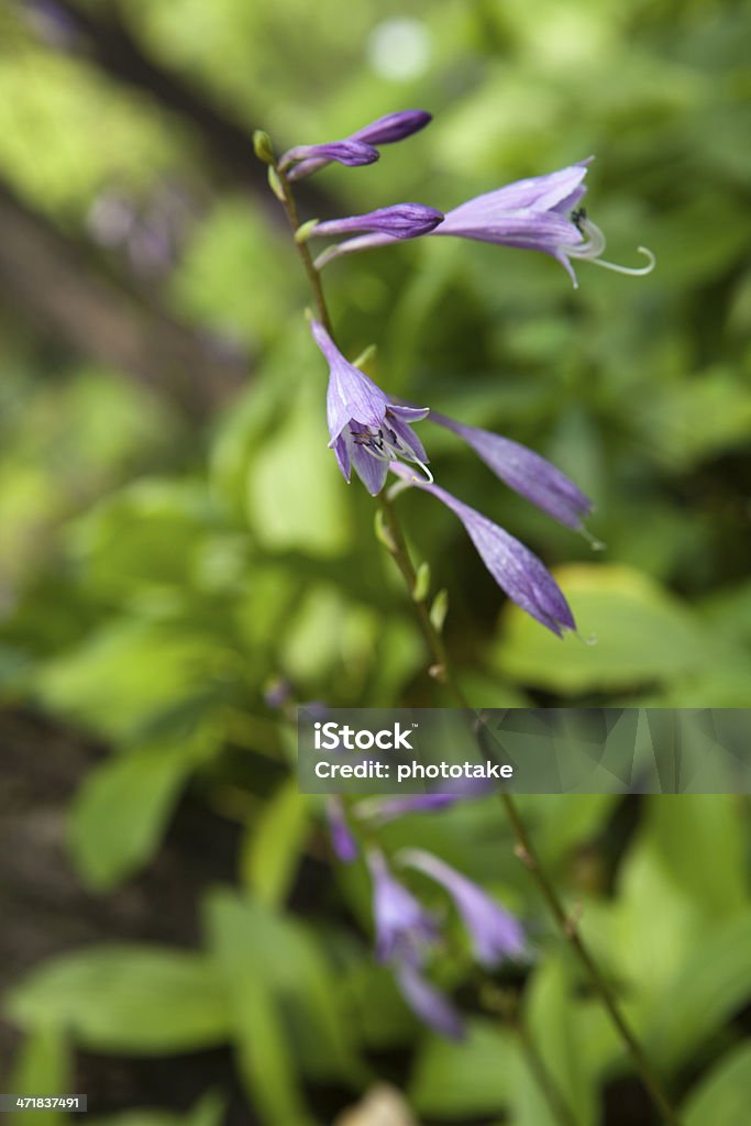 Natureza bellflowers - Royalty-free Ao Ar Livre Foto de stock