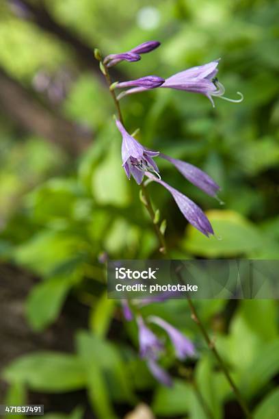 Natureza Bellflowers - Fotografias de stock e mais imagens de Ao Ar Livre - Ao Ar Livre, Beleza natural, Botânica - Ciência de plantas