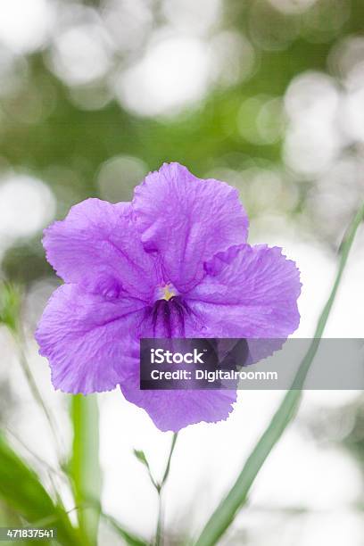 Violet Flower Stock Photo - Download Image Now - Aromatherapy, Backgrounds, Beauty Product