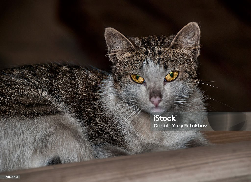 Cuidado com gato - Foto de stock de Amarelo royalty-free