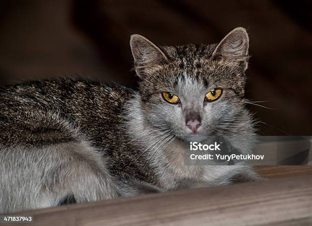 Foto de Cuidado Com Gato e mais fotos de stock de Amarelo - Amarelo, Animais caçando, Animal