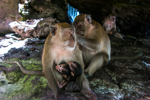 Female monkey with two babies