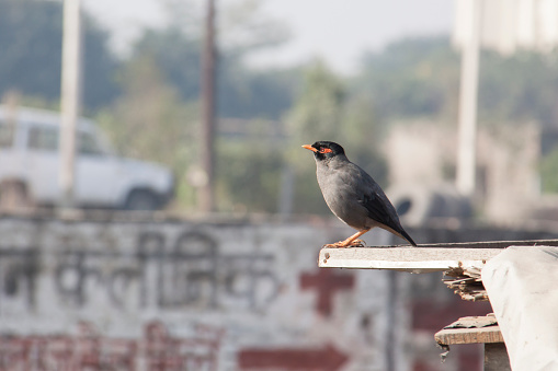 One common Myna bird, sitting on a wooden plank. The bird is in her natural environment and the background is blurred. This myna (acridotheres tristis) is India's most common myna and is often found around human habitation such as gardens, roof tops and boundary walls.