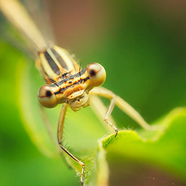 Female Common blue damselfly [Enallagma cyathigerum]