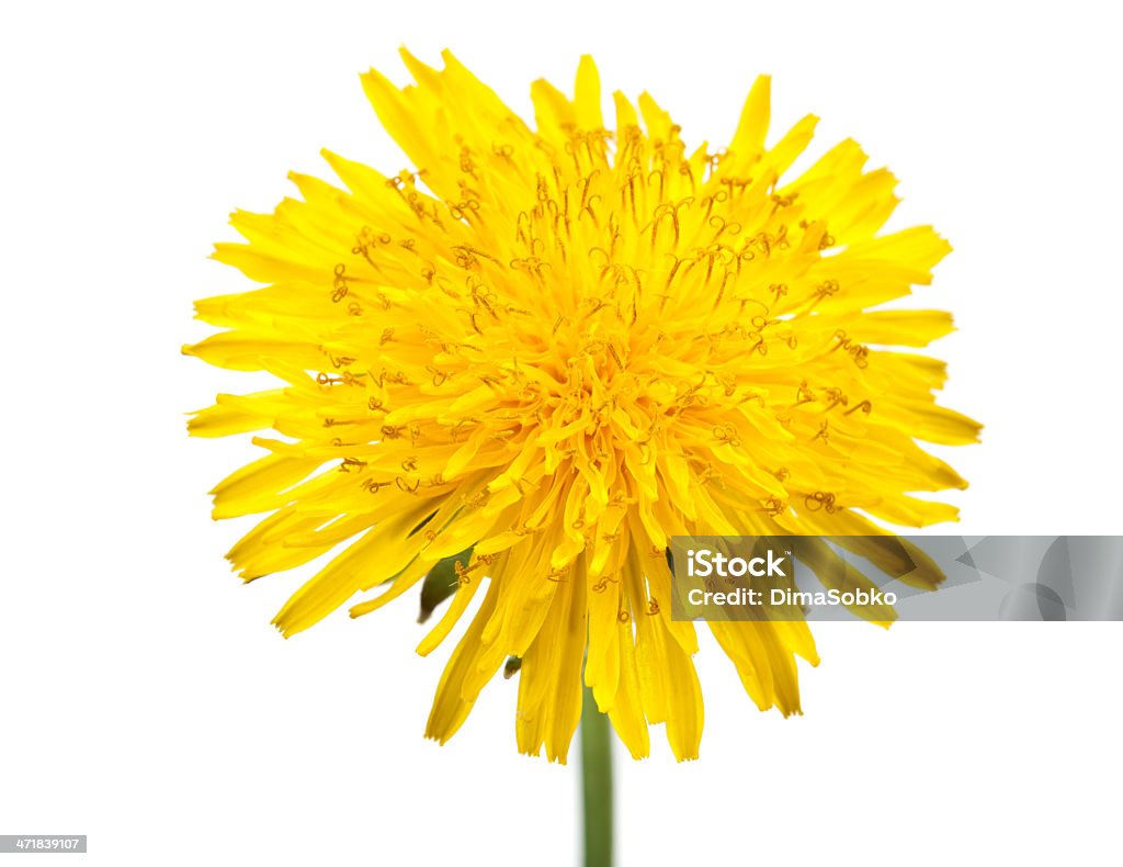 Fleur de pissenlit - Photo de Adulte libre de droits