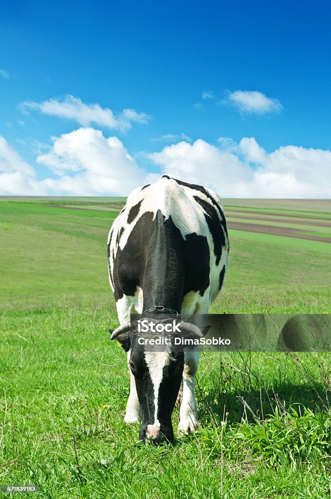 牛の緑の芝生 - ウシのロイヤリティフリーストックフォト