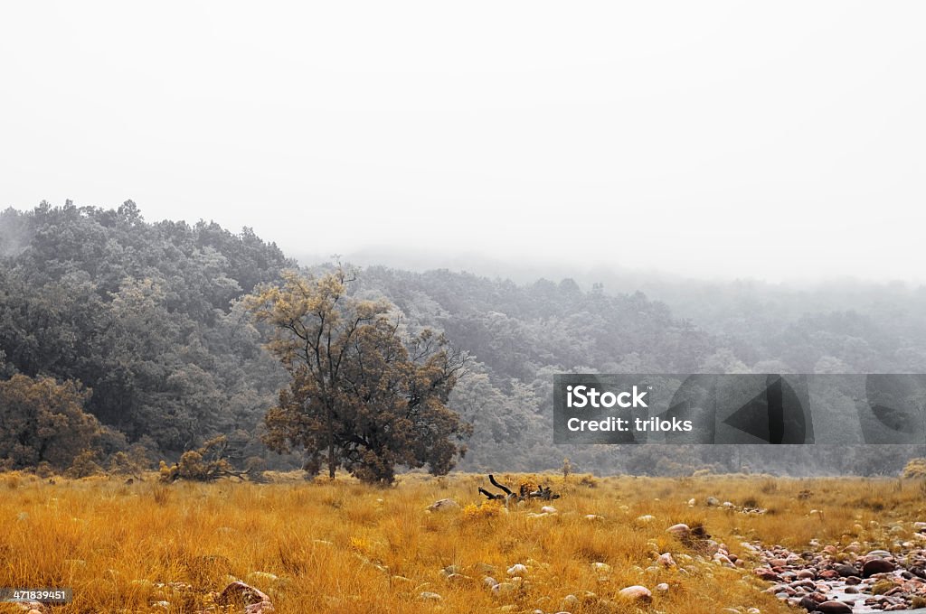 Bosque de otoño - Foto de stock de Aire libre libre de derechos