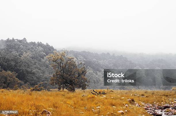 Bosque De Otoño Foto de stock y más banco de imágenes de Aire libre - Aire libre, Ajardinado, Amanecer