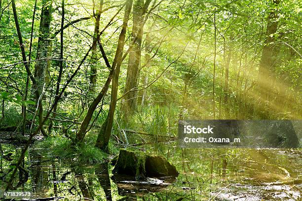 Forest Stock Photo - Download Image Now - Dominica, Forest, Tagus River