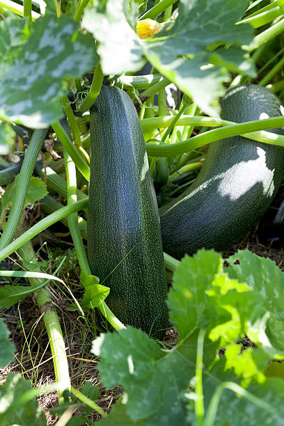 istock zucchini in vegetable garden 471839853