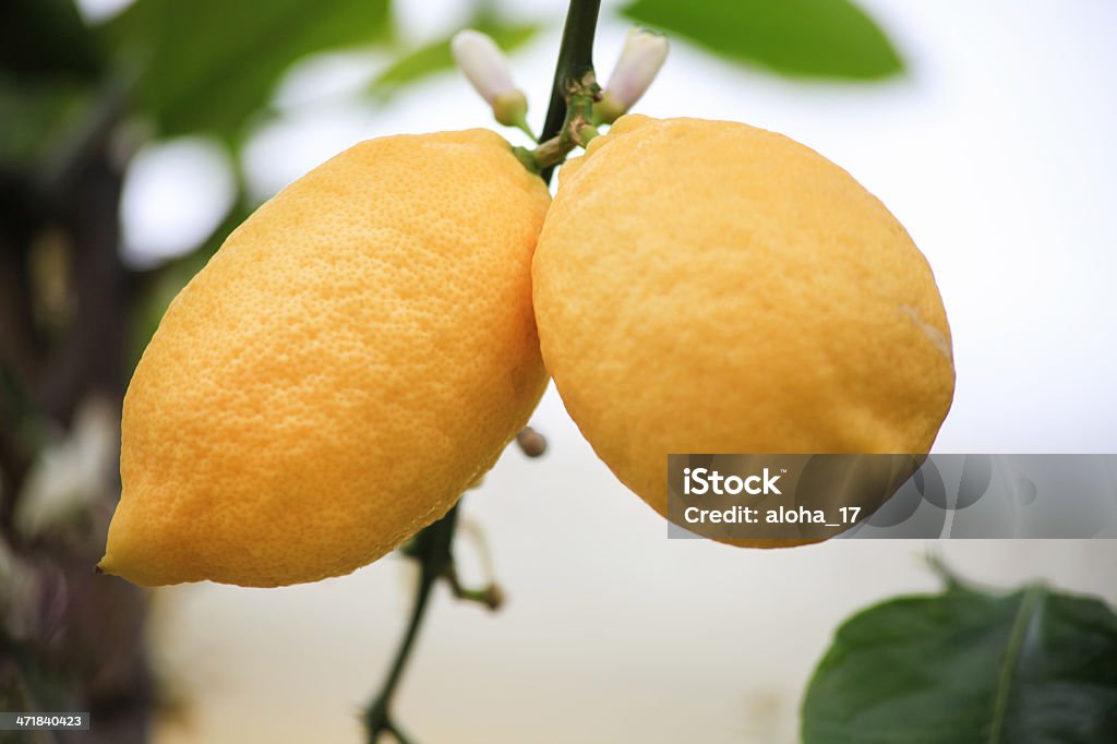 Limoni maturi su un Albero di limone - Foto stock royalty-free di Agrume