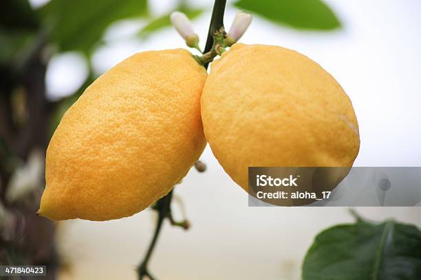 Tomates Limões Uma Árvore De Limão - Fotografias de stock e mais imagens de Alimentação Saudável - Alimentação Saudável, Amarelo, Ao Ar Livre