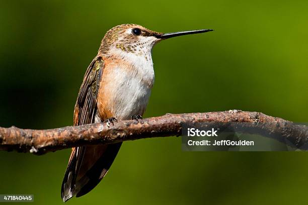 Beijaflor Situada Bem Em Um Ramo - Fotografias de stock e mais imagens de América do Norte - América do Norte, Animal, Animal selvagem