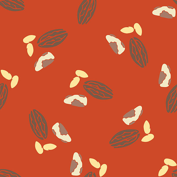 60+ Brazil Nuts White Background Stock Illustrations, Royalty-Free