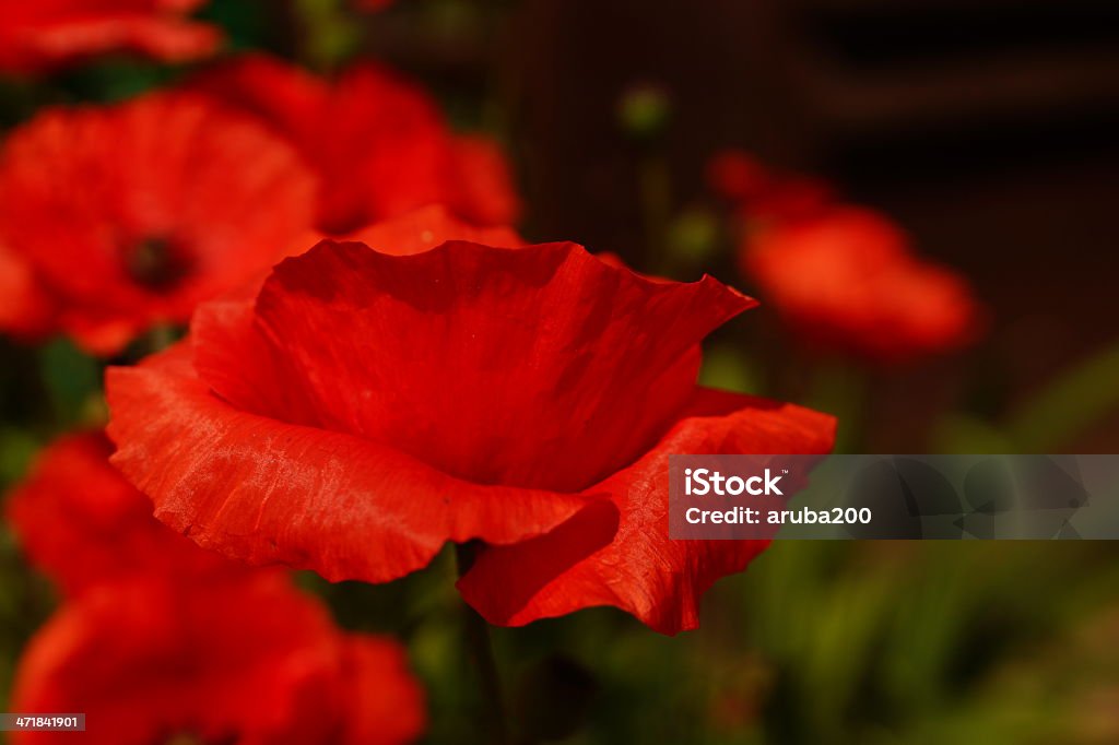Flor amapola rojo. - Foto de stock de Aire libre libre de derechos