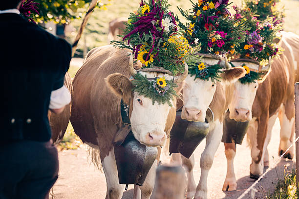 Decorated Simmental Cattle with large Swiss bells being led to the village for the Aelplerfest.